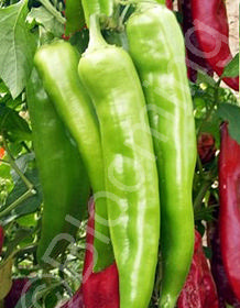 Capsicum annuum 'Nu Mex Big Jim'